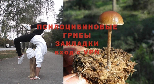 стаф Вязьма